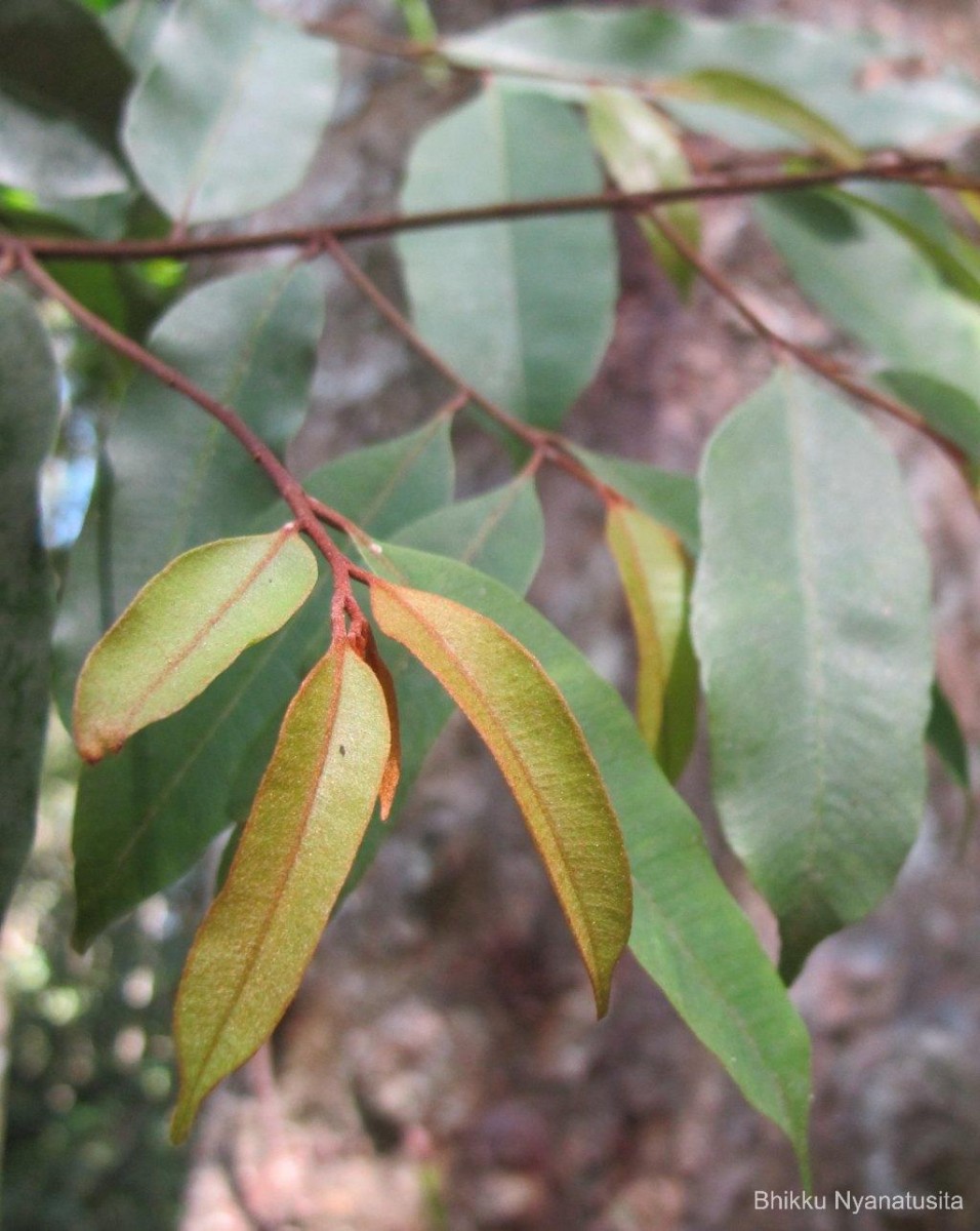 Donella lanceolata (Blume) Aubrév.